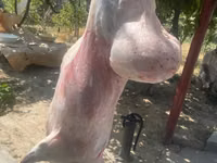 كبش, Rhon sheep — الصورة 4