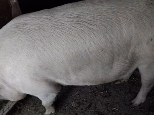 公猪, Pigs