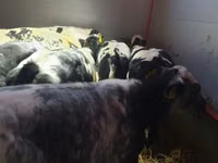 أبقار (دفعة، الجنس غير محدد), Russian Black pied cattle — الصورة 4