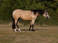 母马, Quarter Horse — 照片 1