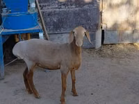 भेड़, Arashan sheep — फ़ोटो 4