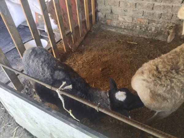 كبش, Rhon sheep