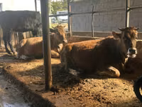 Vache, Brune lettone — photo 1
