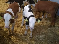 Bovins (lot, sexe non indiqué), Simmental cattle — photo 2