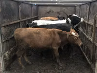 公牛, Cattle — 照片 2