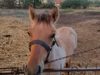 公马, Welsh Cob — 照片 5