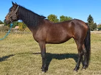 母马, Horses — 照片 3