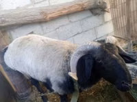 Widder, Blackheaded Persian sheep — Foto 2