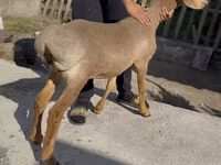 भेड़, Karakul sheep — फ़ोटो 2