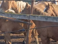 Pferde (Partie, Geschlecht nicht angegeben), Horse breed — Foto 7