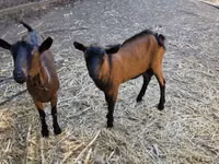 Cabro, Alpine goat — foto 4