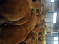 母牛, Aubrac cattle — 照片 2