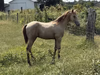 Cheval, Kentucky mountain daddle horse — photo 7