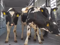 Kuh, Holstein-Rasse — Foto 1