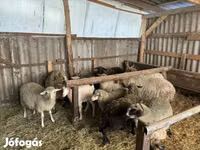 Widder, Merino sheep — Foto 2