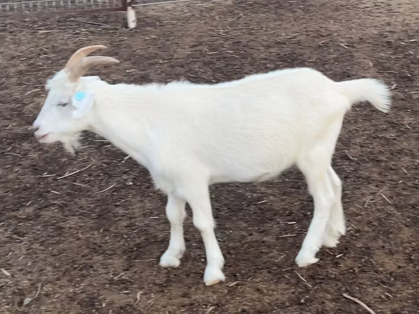 母山羊, Goats