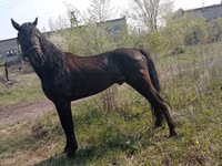 公马, Altai horse — 照片 2