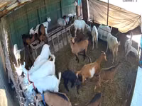 Goat, Saanen goat — photo 3