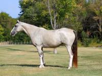 घोड़ी, Skyros Pony — फ़ोटो 2