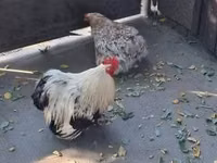 पेकिन बैंटम — फ़ोटो 6