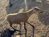 Sheep (batch, sex not specified), Cameroon sheep — photo 6