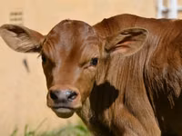 Bovinos (lote, sexo no especificado), Ganado vacuno — foto 4