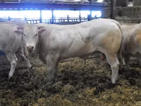 Bull, Blonde d’Aquitane cattle — photo 5