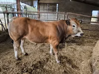 公牛, Partenaise cattle — 照片 2