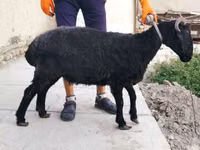 Schaf, Arabi sheep — Foto 3