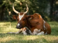 Vaca, Simmental cattle — foto 1