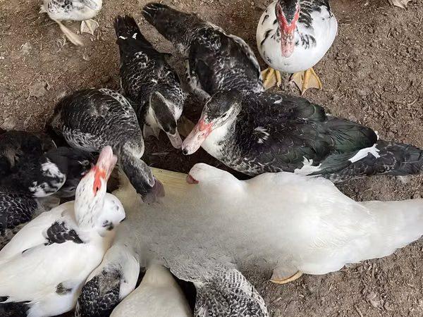 Canard musqué domestique