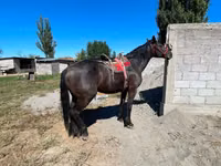 公马, Karabair horse — 照片 4