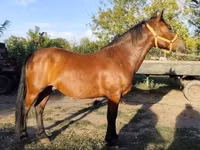 Cheval, Chevaux — photo 3