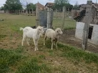 Widder, Merino sheep — Foto 3