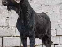 公山羊, Anatolian Black goats — 照片 3