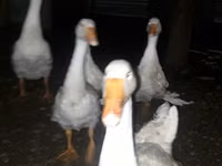 Geese — photo 1