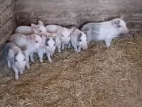 Pigs (batch, sex not specified) — photo 3