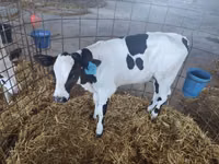 公牛, Galloway cow — 照片 3