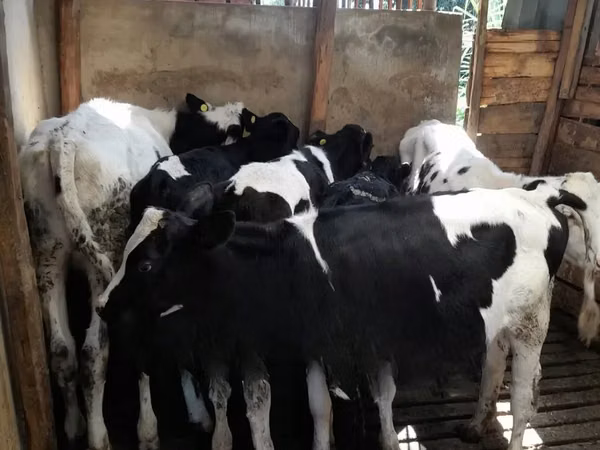 أبقار (دفعة، الجنس غير محدد), Russian Black pied cattle