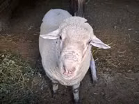 Bélier, Merino sheep — photo 1