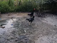 Chickens — 照片 2