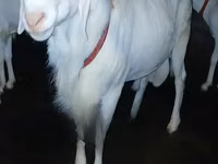 Bélier, Moutons — photo 1