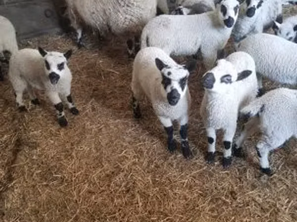 كبش, Cerry Hill sheep