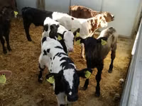 Rinder (Partie, Geschlecht nicht angegeben), Simmental cattle — Foto 8