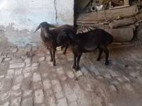 Ziegenbock, Ziegen — Foto 5