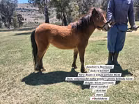 Hengst, Miniature horse — Foto 6
