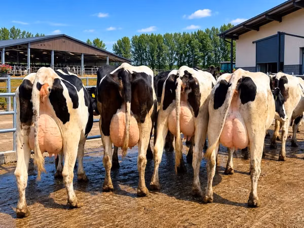 Kuh, Holstein-Rasse