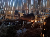 母马, Yakutian horse — 照片 5