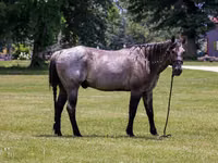 Cheval, Quarter Horse — photo 4