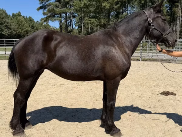 母马, Percheron